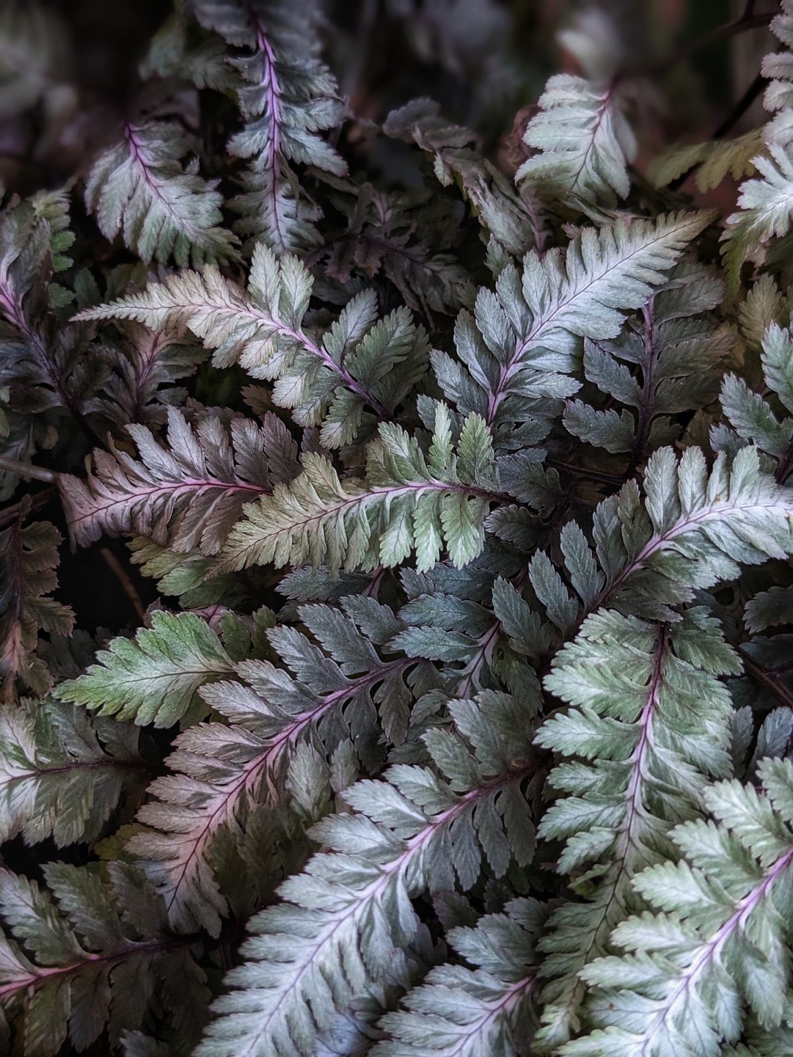 japanese painted fern