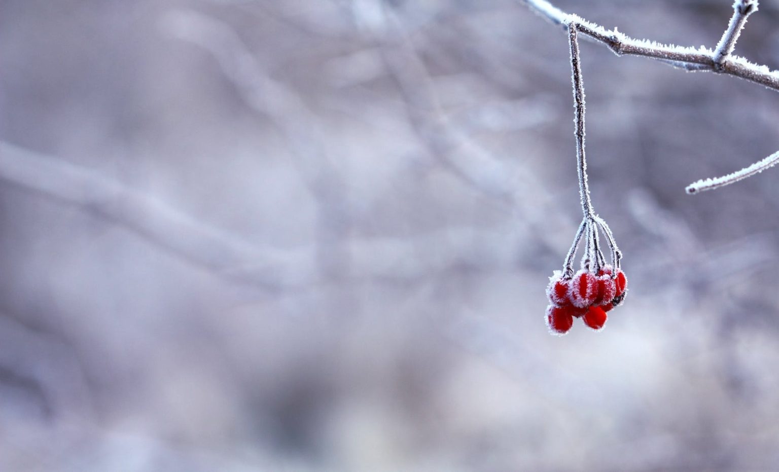 red fruit handing on tree branch selective color photography