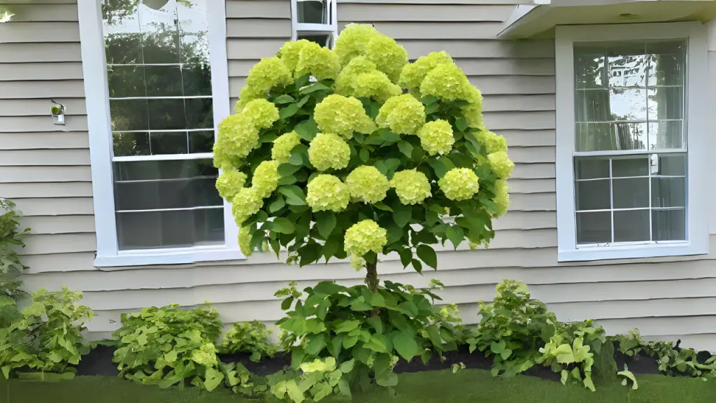 little lime hydrangea tree