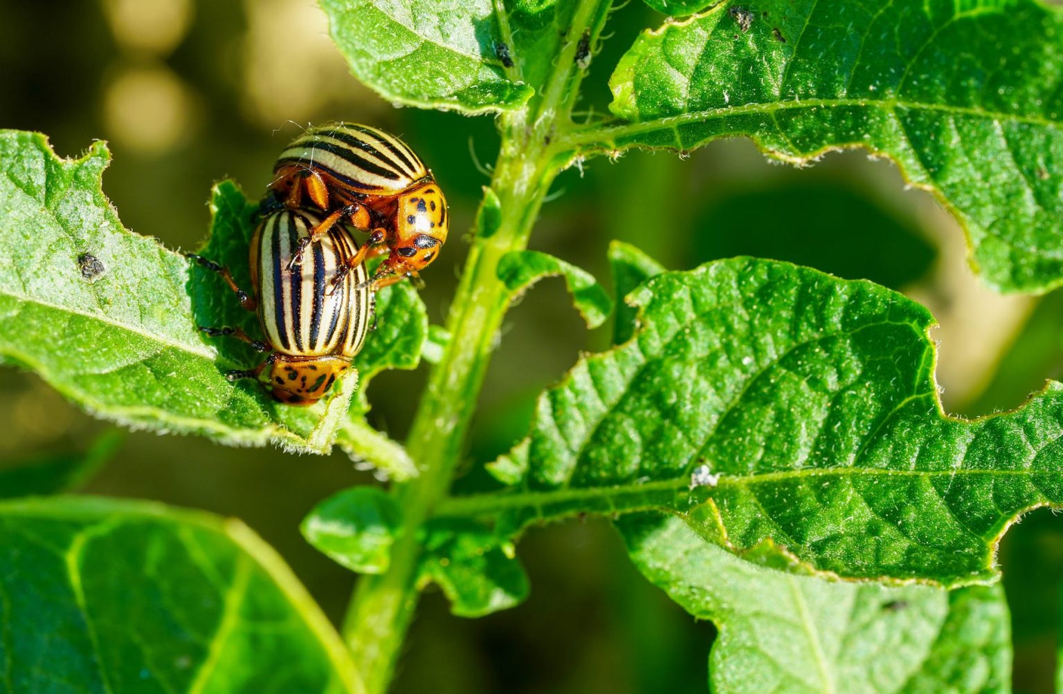 close up of bugs on leaves