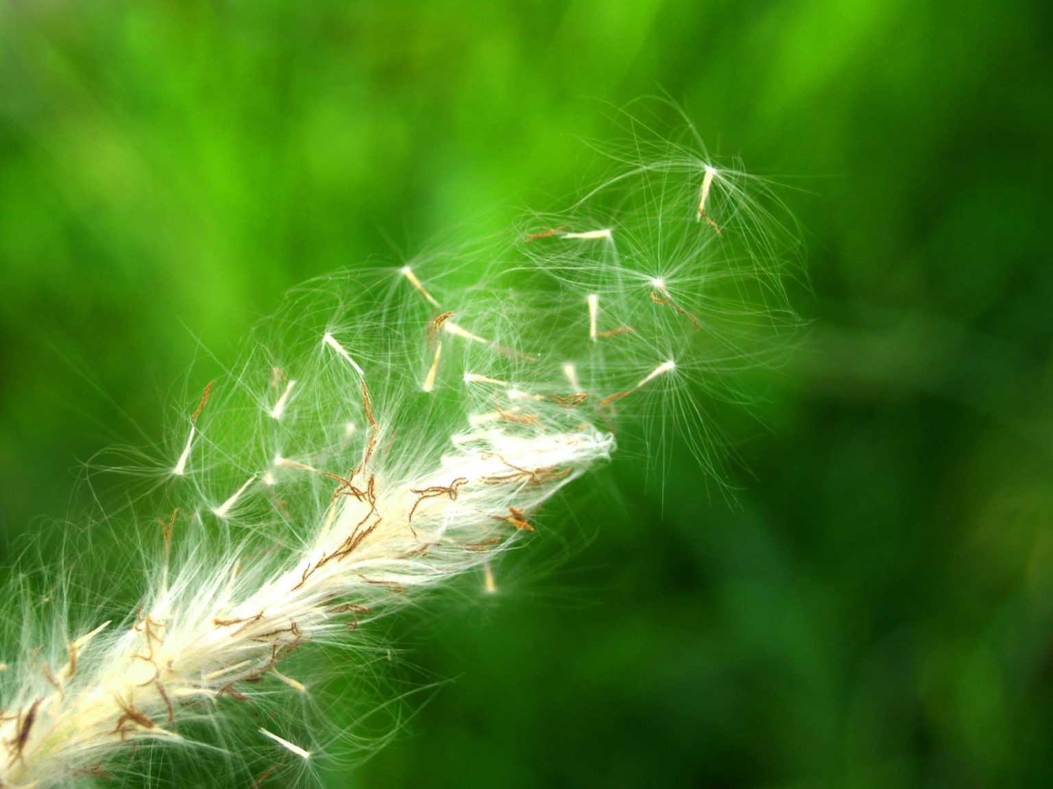 Ornamental Grasses