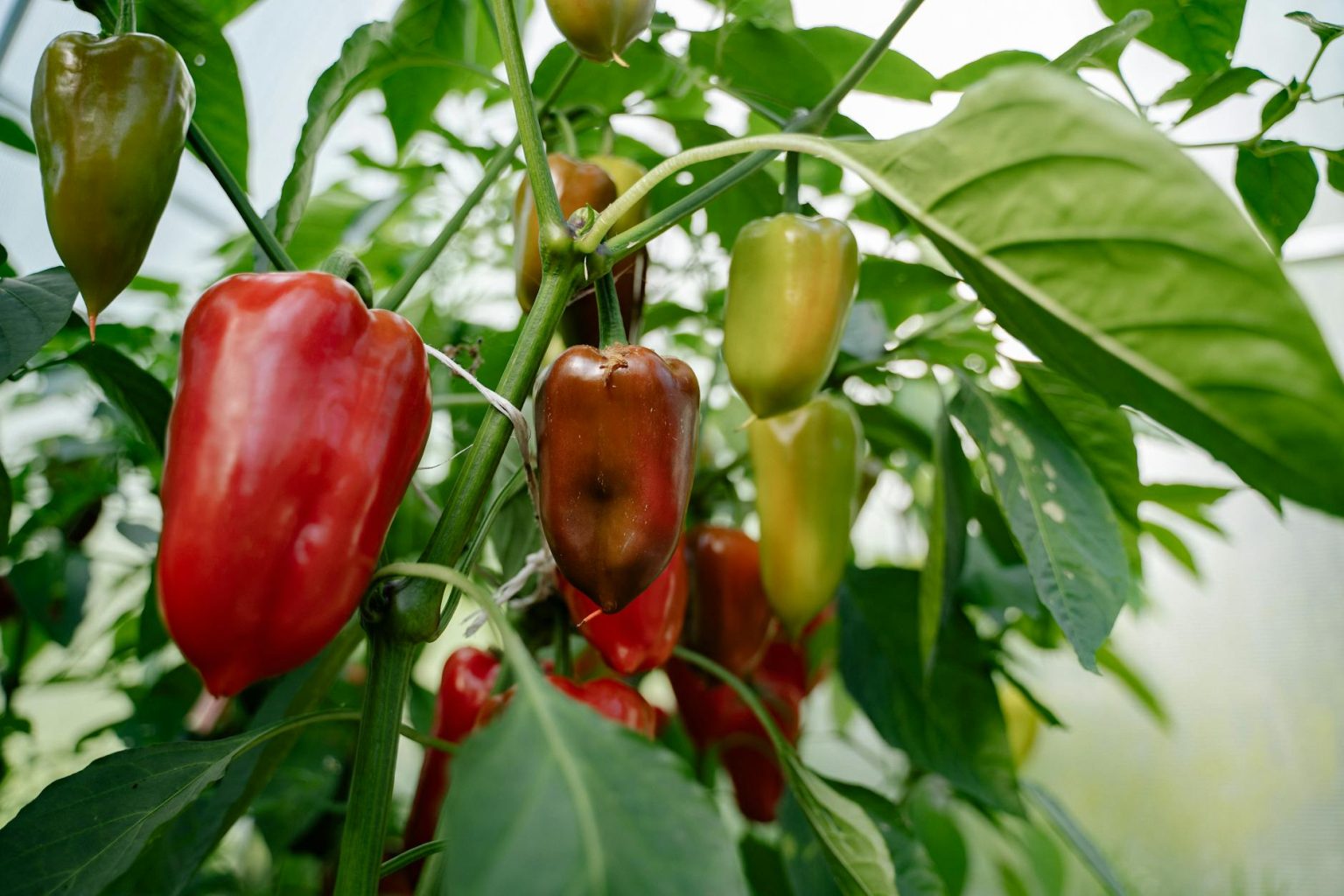 Growing Hot Peppers Indoors