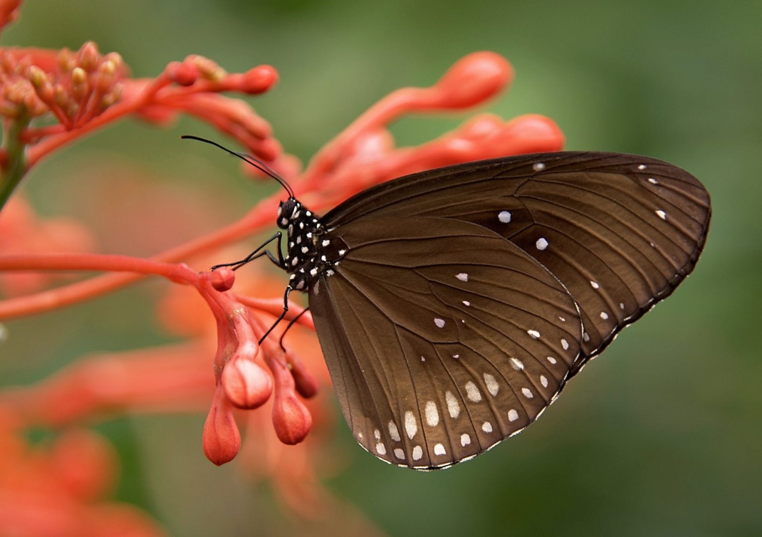 brown butterfly perched on a flower bud