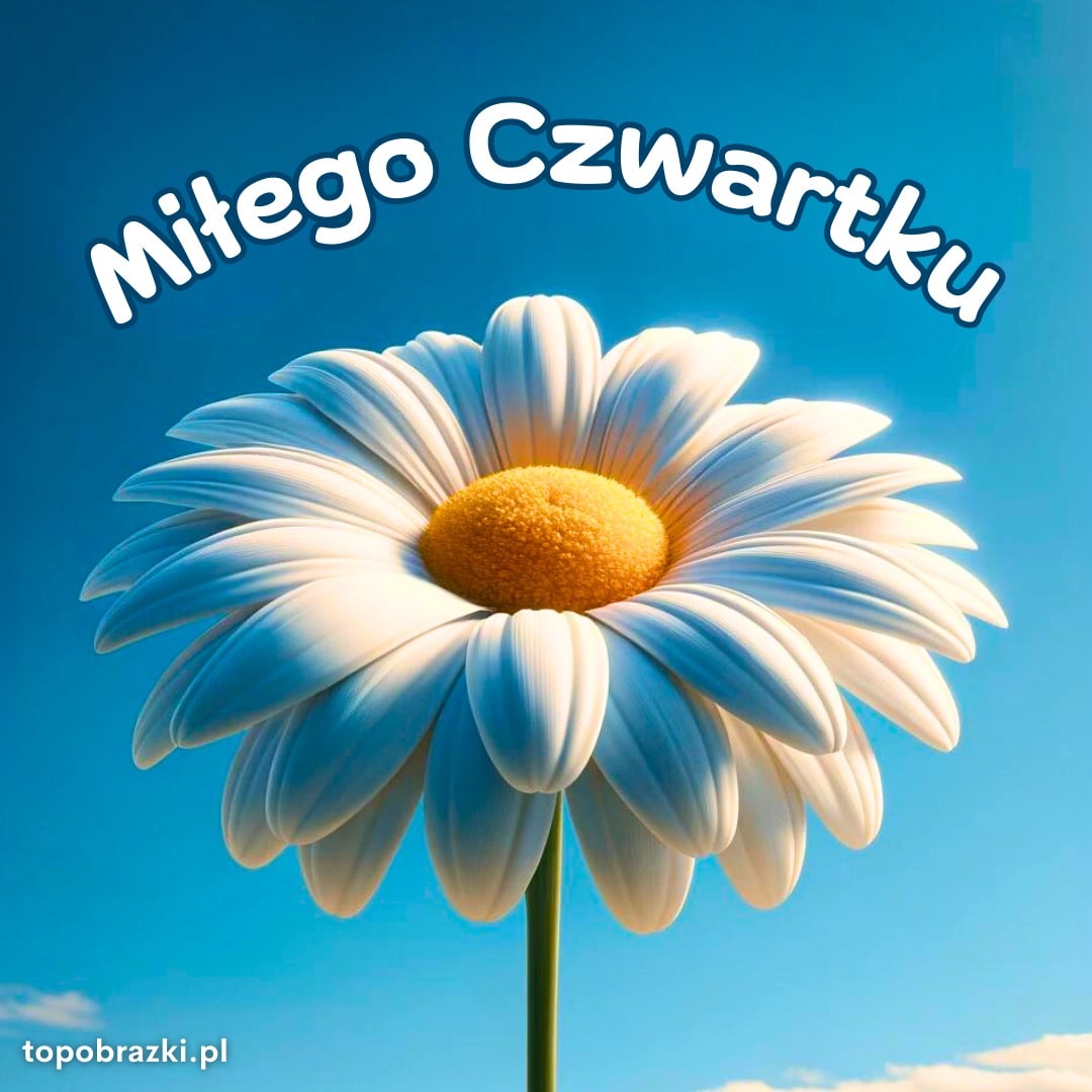 Biały kwiat stokrotki z żółtym środkiem na niebieskim tle, idealny na czwartkowe życzenia.
