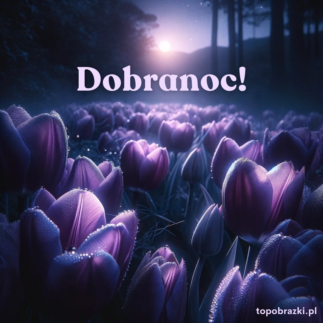 Fioletowe tulipany w nocnej scenerii z napisem "Dobranoc!". Delikatne krople rosy na płatkach tworzą magiczną, spokojną atmosferę.