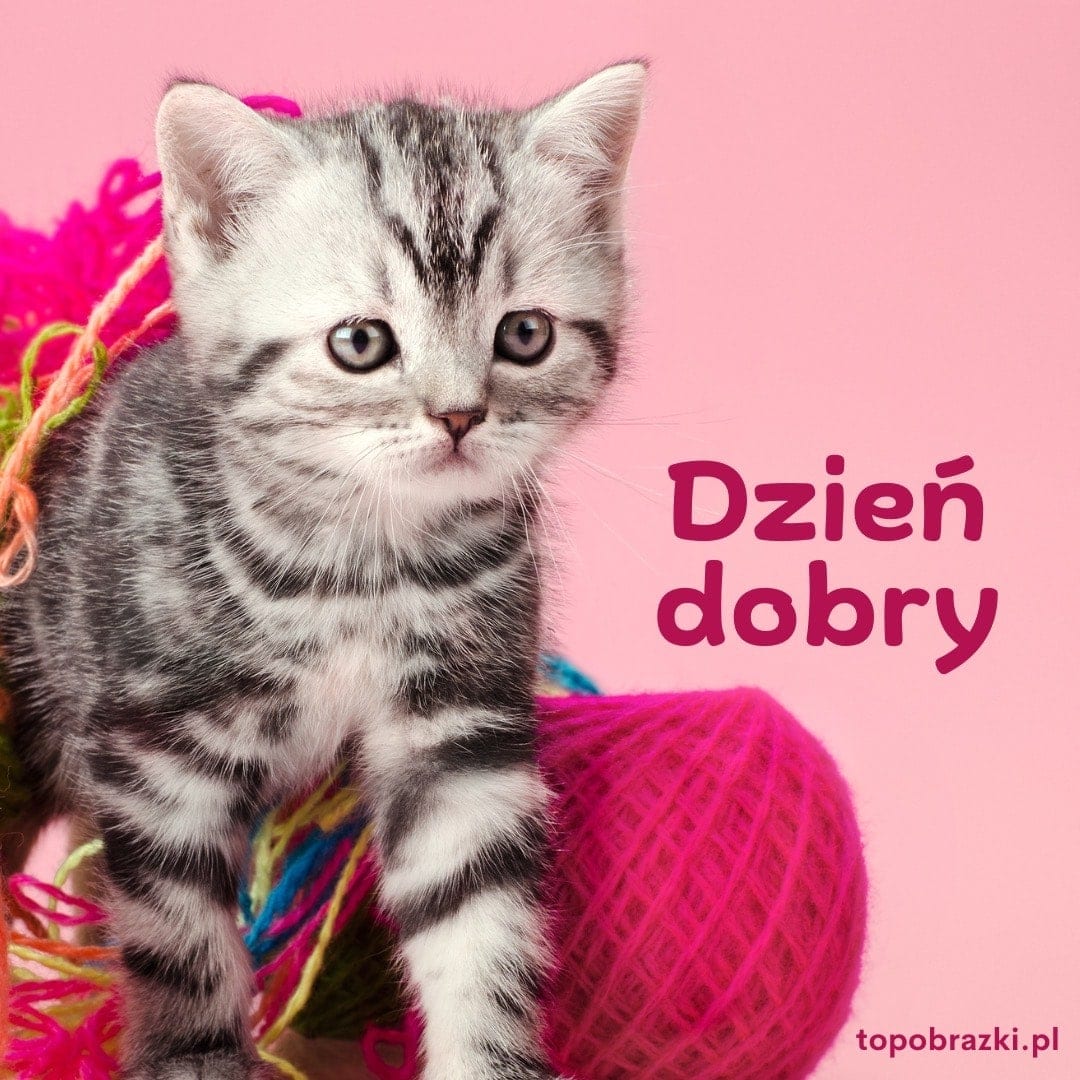 Szary kotek z motkami kolorowej włóczki na różowym tle z napisem 'Dzień dobry'. Uroczy początek dnia