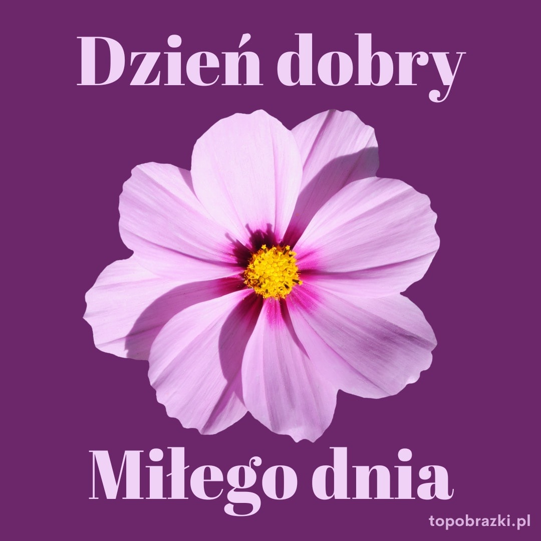 Różowa lekka kosmos kwiat z jasnożółtym środkiem na fioletowym tle.