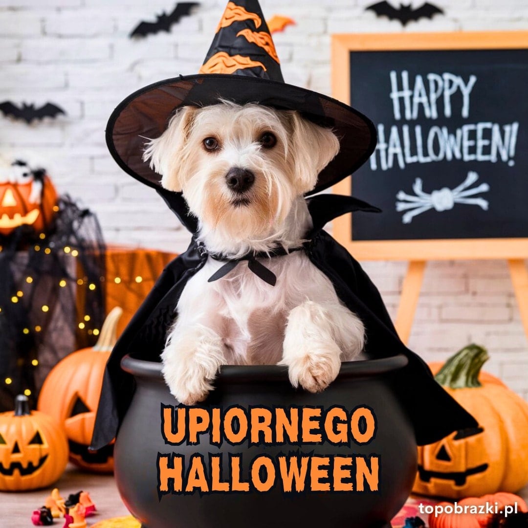 Pies w kapeluszu wiedźmy siedzący w kotle z napisem "Upiornego Halloween" na tle dekoracji Halloween.