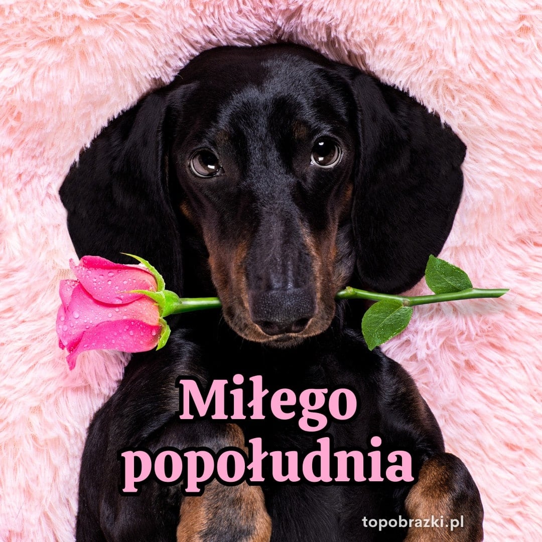 Czarny piesek z różą w pysku na różowym tle z napisem 'Miłego popołudnia'. Urocze życzenia na popołudnie.