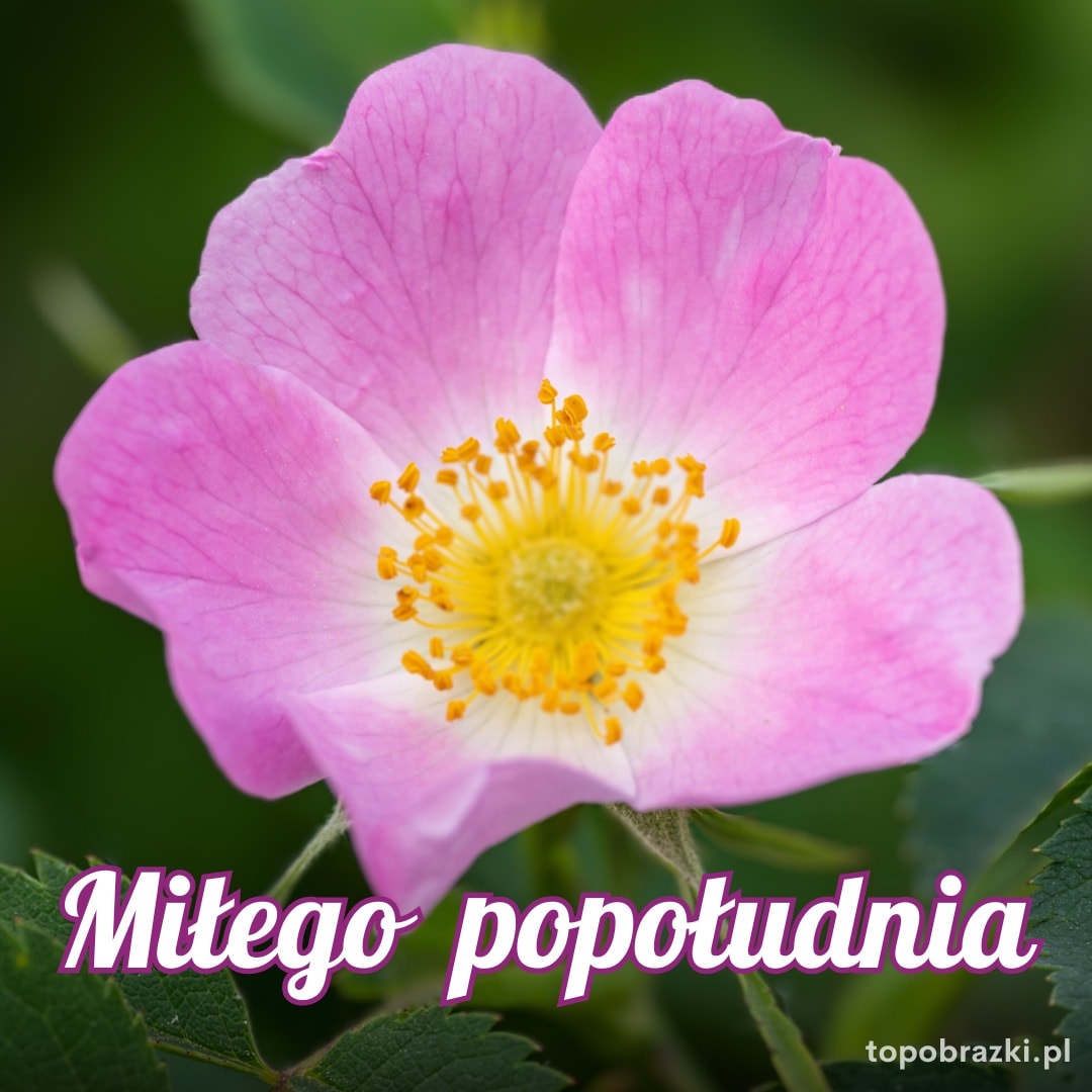 Zbliżenie na różowy kwiat z napisem 'Miłego popołudnia'. Delikatne i radosne życzenia na popołudnie.