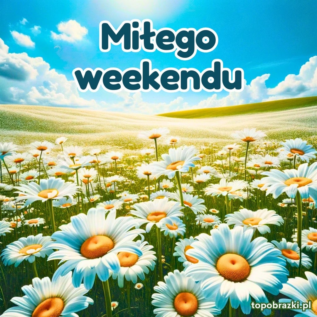 Pole pełne stokrotek pod jasnym niebem z napisem 'Miłego weekendu'. Słoneczne życzenia na przyjemny weekend.