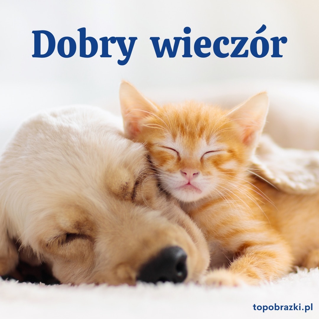 Śpiący kotek i piesek na białym tle z napisem 'Dobry wieczór'. Urocze i spokojne życzenia na wieczór.