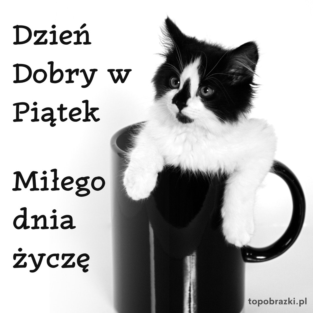 Czarno-biały kotek w kubku z napisem: Dzień Dobry w Piątek. Miłego dnia życzę.
