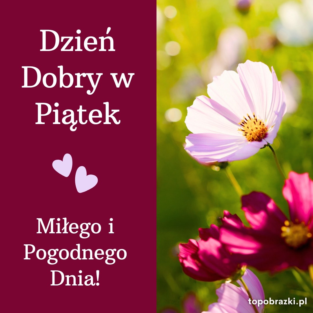 Różowe i białe kwiaty w promieniach słońca obok napisu „Dzień dobry w piątek. Miłego i pogodnego dnia!”.