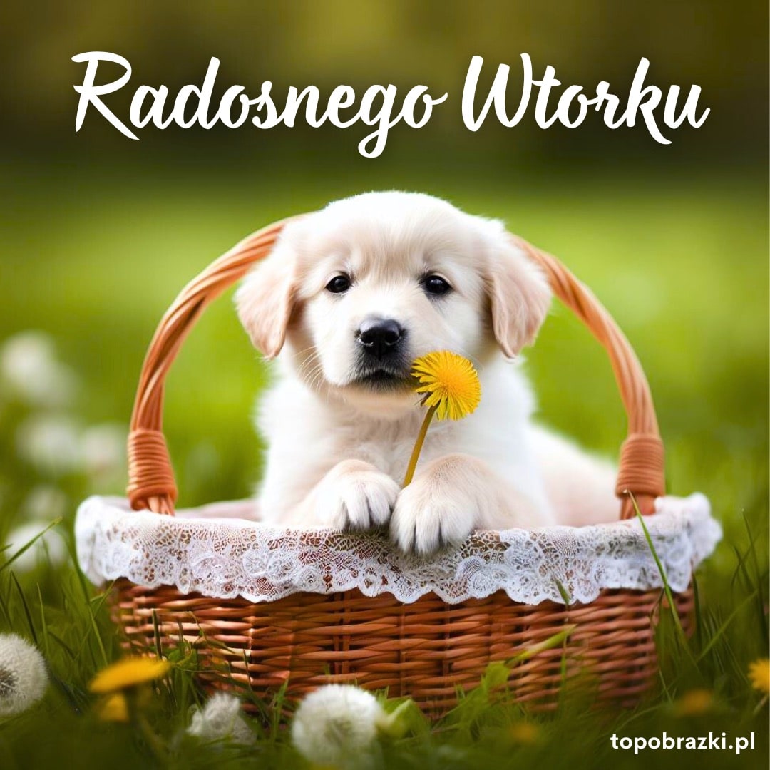 Uroczy szczeniak siedzący w wiklinowym koszyku z dmuchawcem w pysku oraz napisem 'Radosnego Wtorku'. Radosne życzenia na dzień.